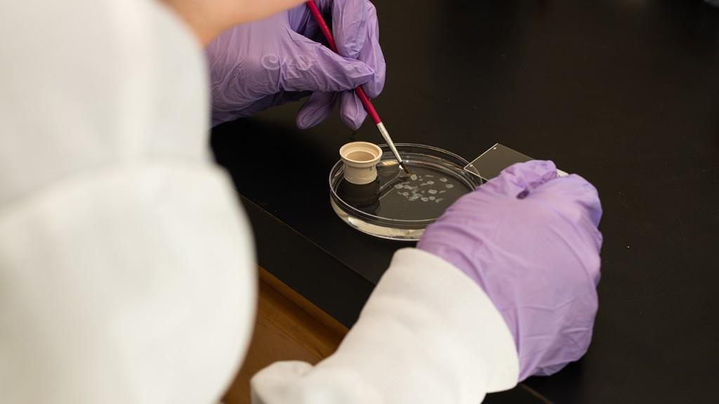 A close-up image of hands in purple latex gloves preparing a petri dish