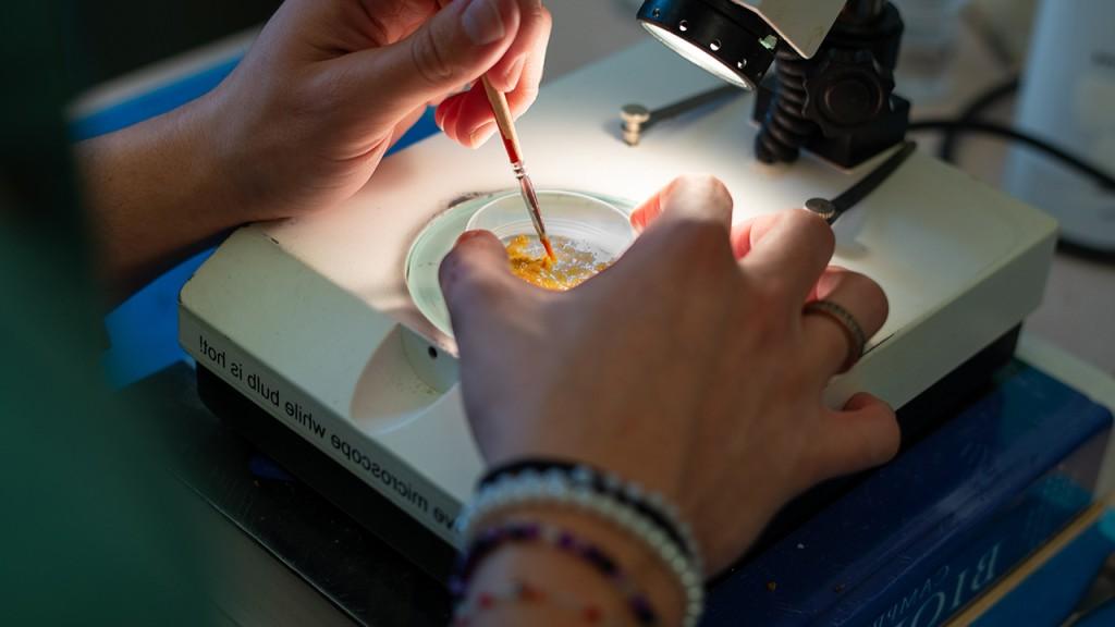 A close-up of hands preparing bacteria in a petri dish
