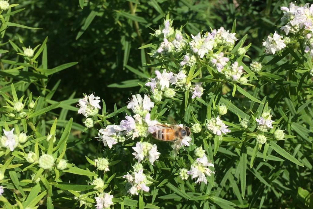 Mountain mint flowers and bees in U N E's native prairie garden
