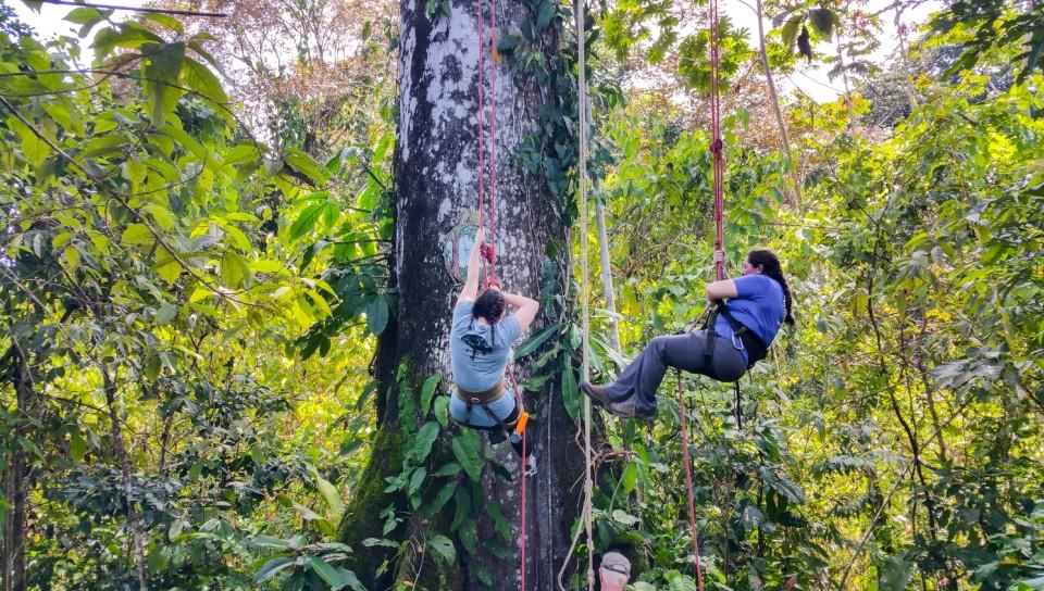 Tree Climibing in the Rainforest Panama