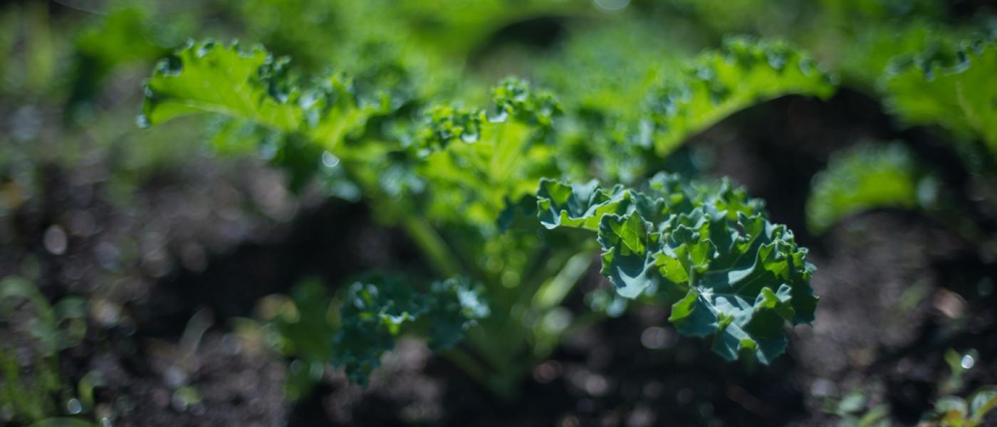 Close-up of lettuce planted in the community garden