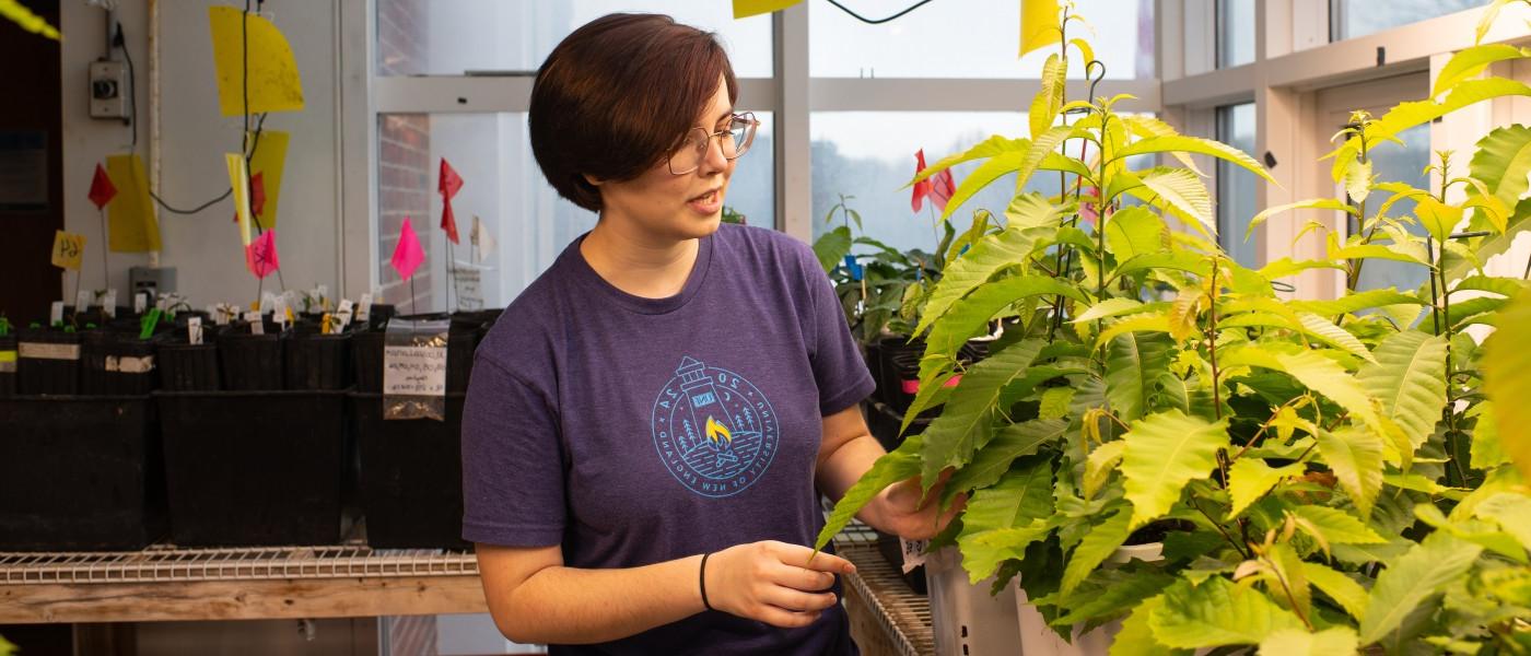 U N E student Virginia May examines chestnut trees in a lab
